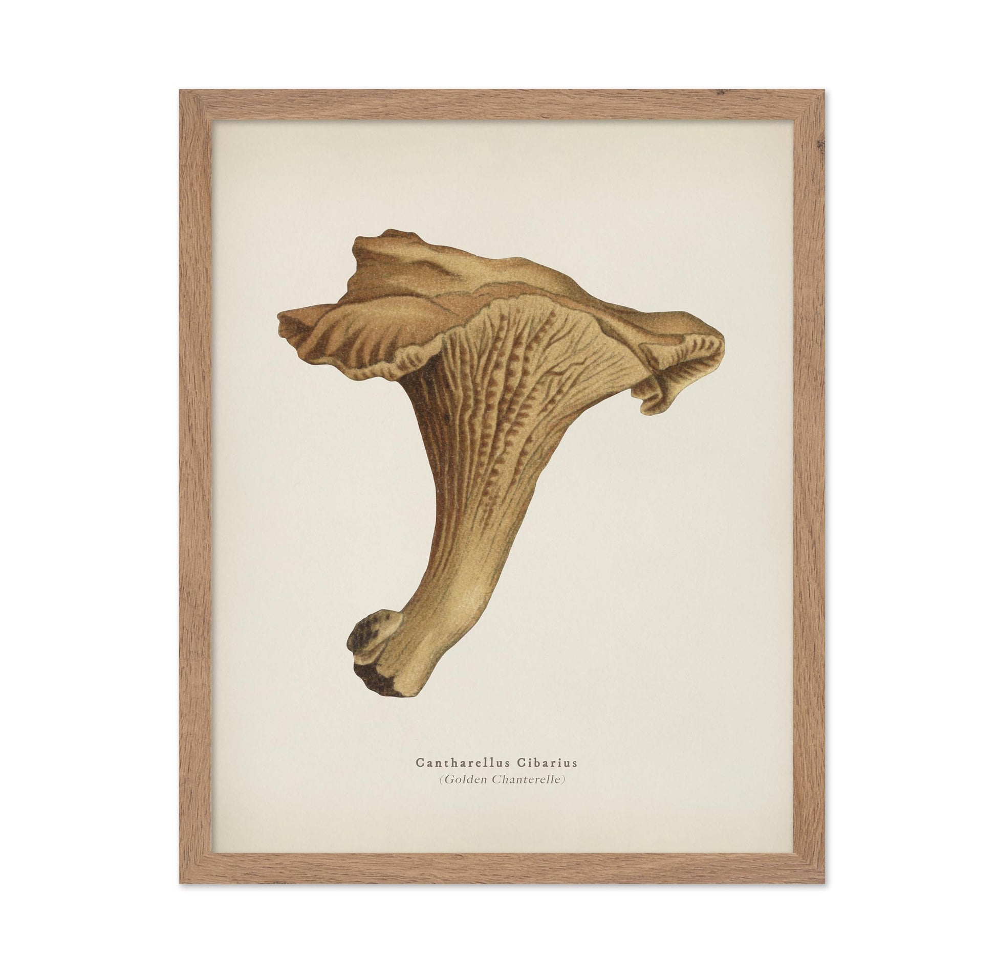 Golden Chanterelle