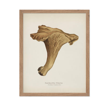 Golden Chanterelle