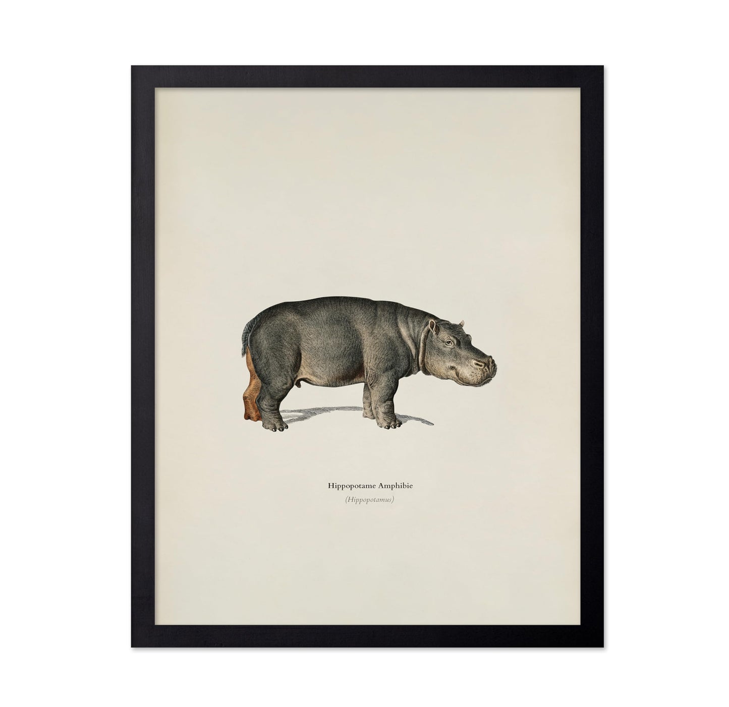 Hippopotamus Portrait