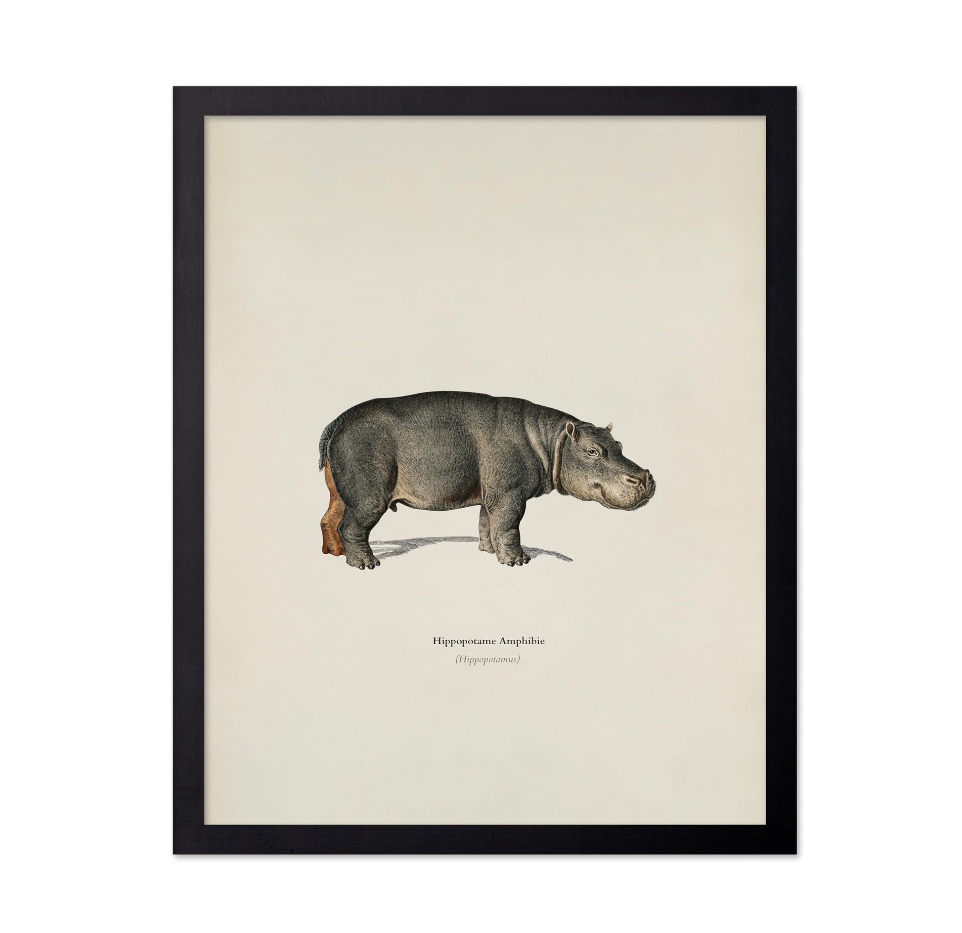 Hippopotamus Portrait