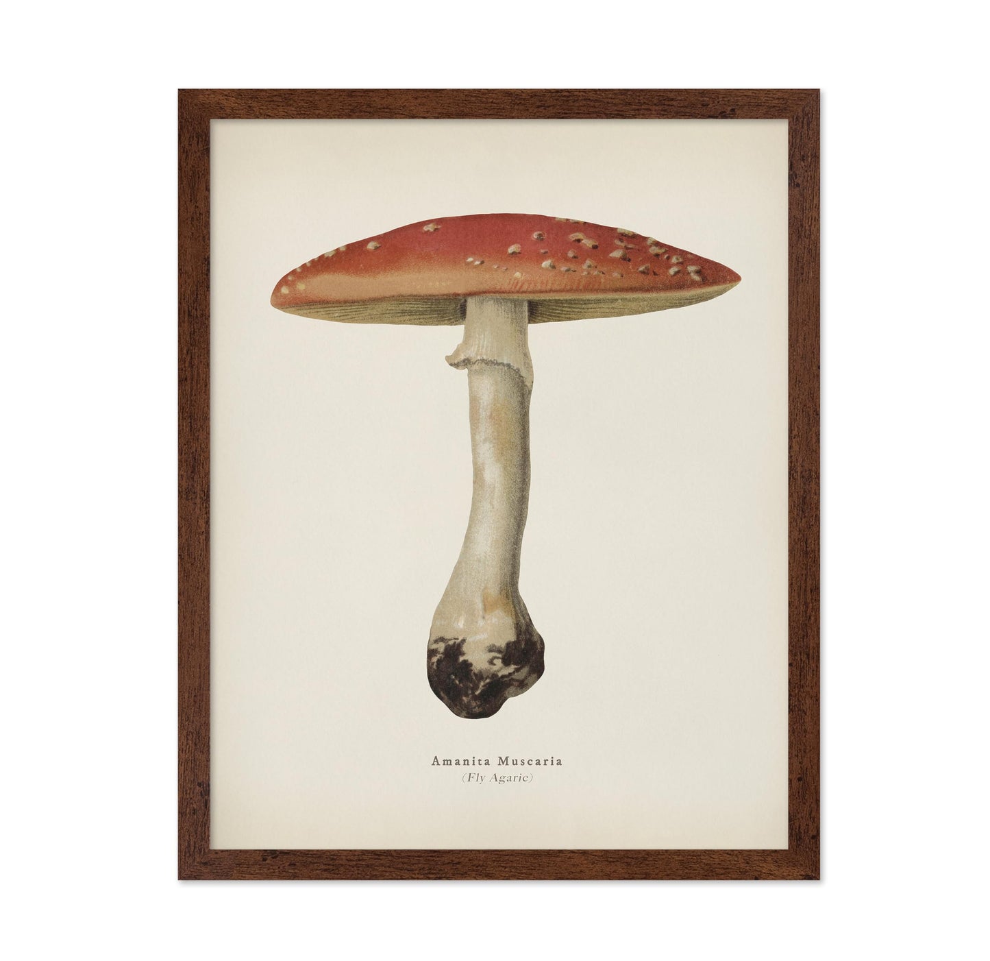 Fly Agaric