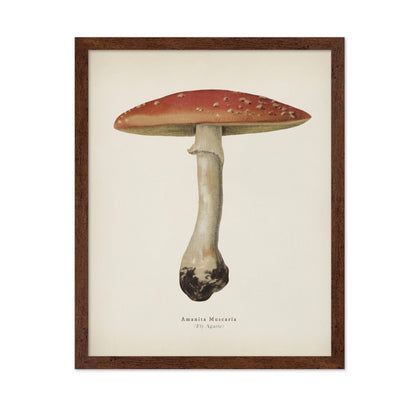 Fly Agaric