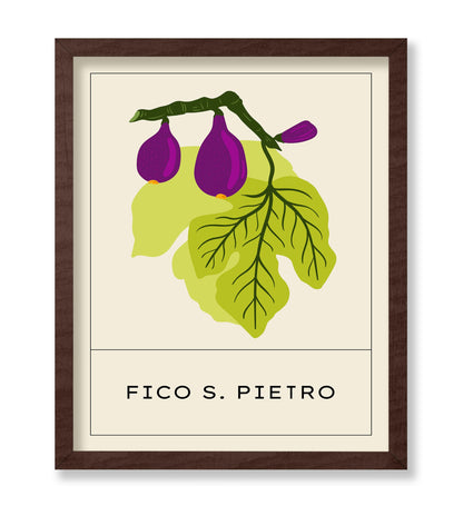 Fico San Pietro Fig