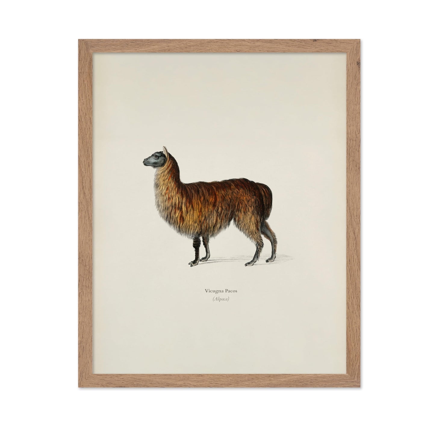 Alpaca Portrait