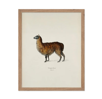 Alpaca Portrait