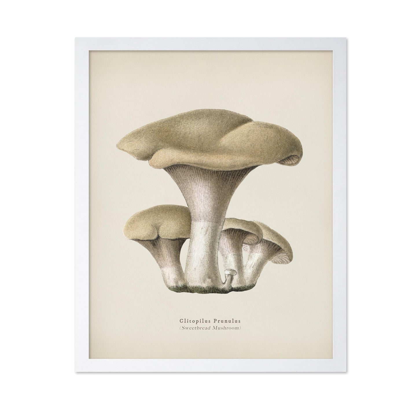 Sweetbread Mushroom