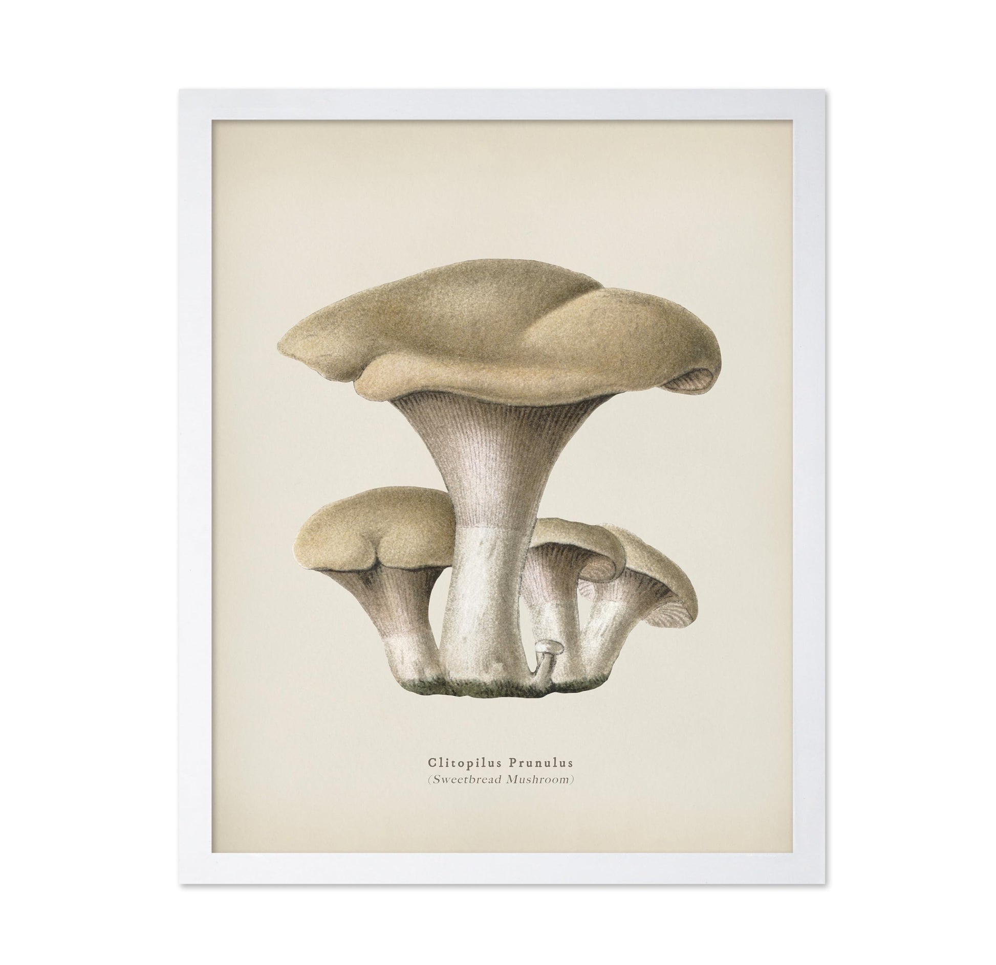 Sweetbread Mushroom
