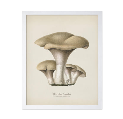 Sweetbread Mushroom