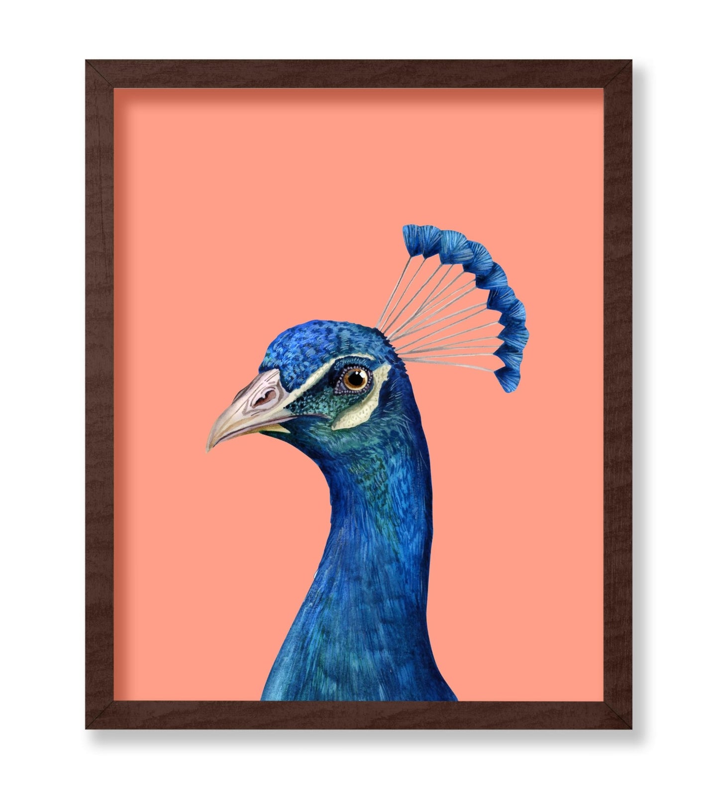 Peacock Portrait