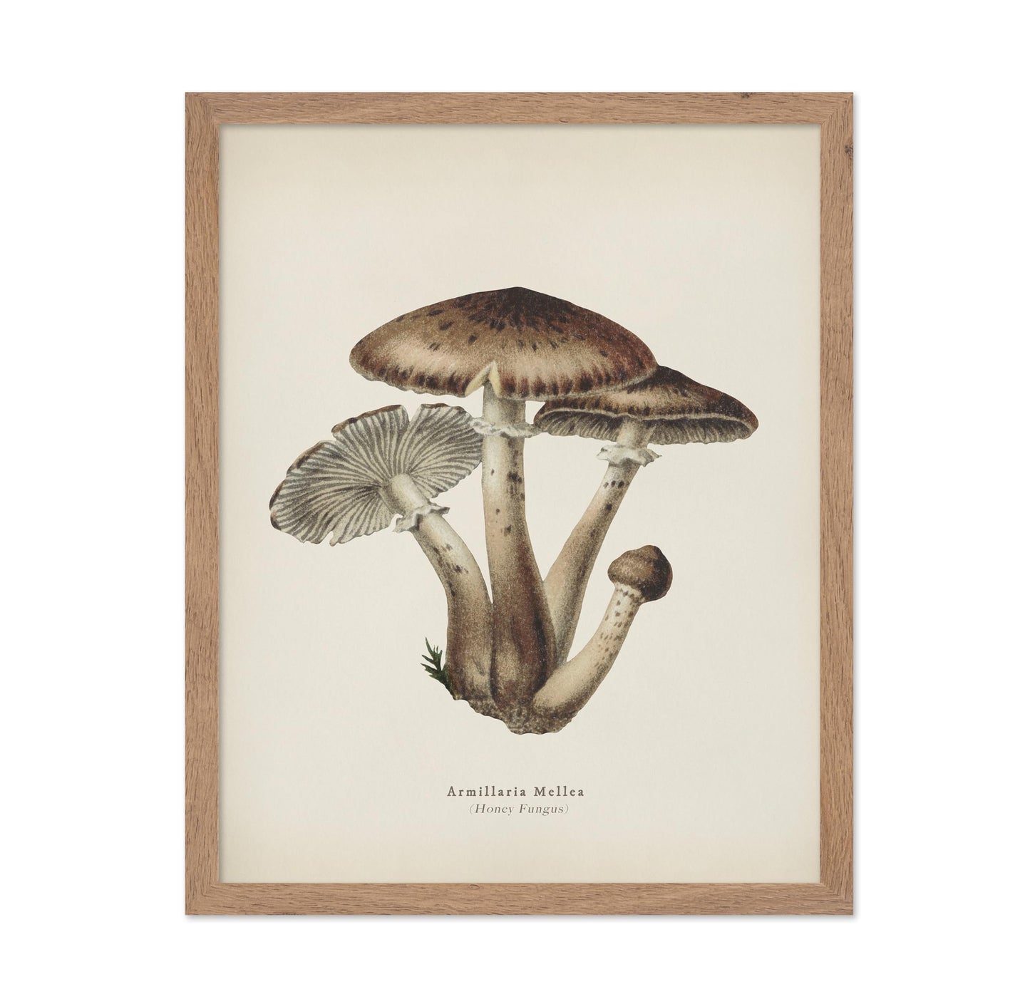 Honey Fungus