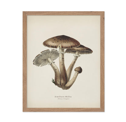 Honey Fungus