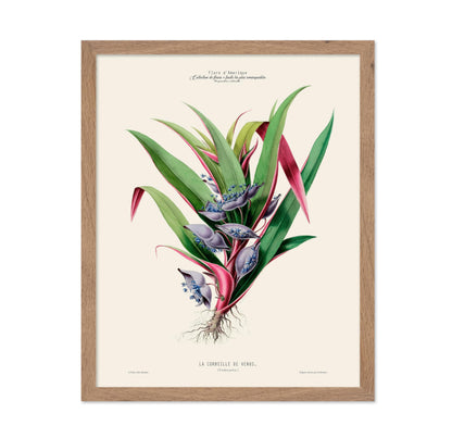 Spiderwort Plant