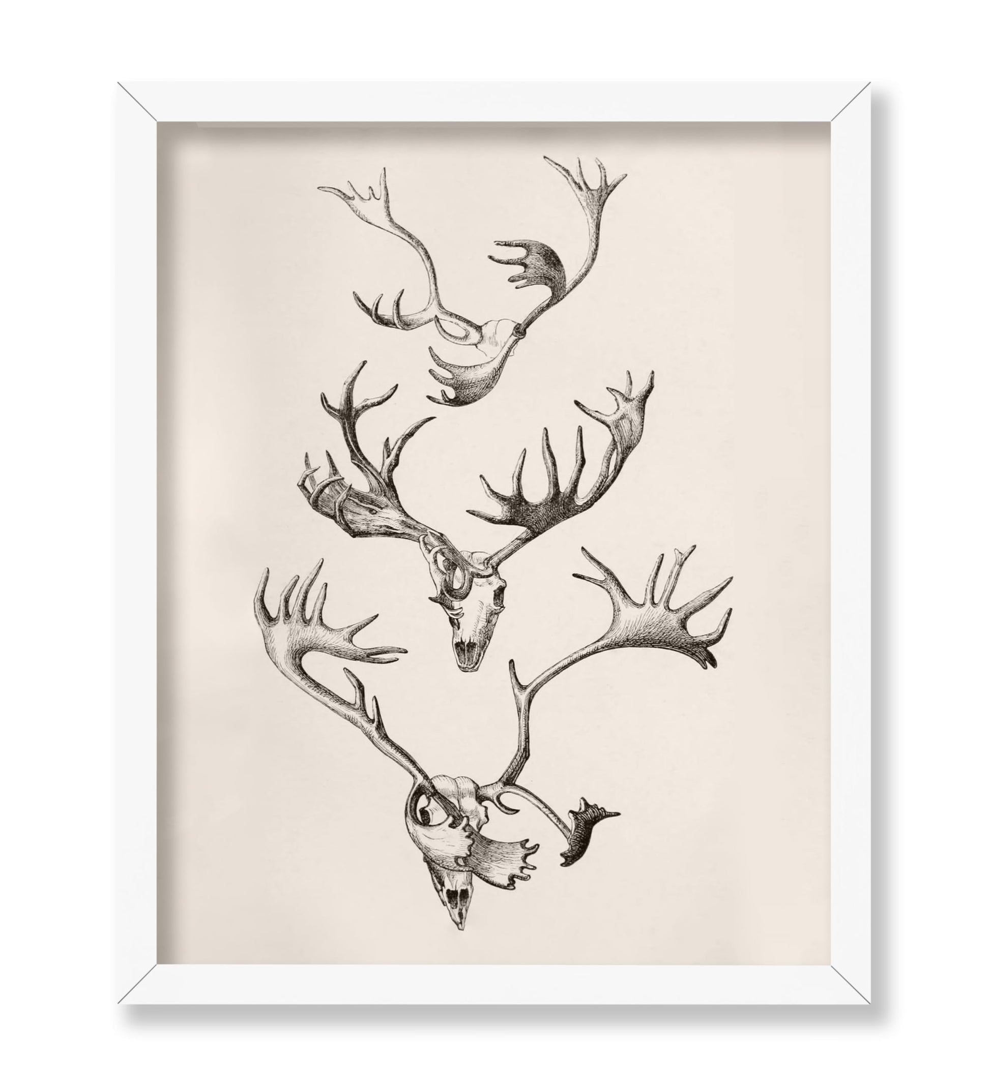 Skull and Antlers