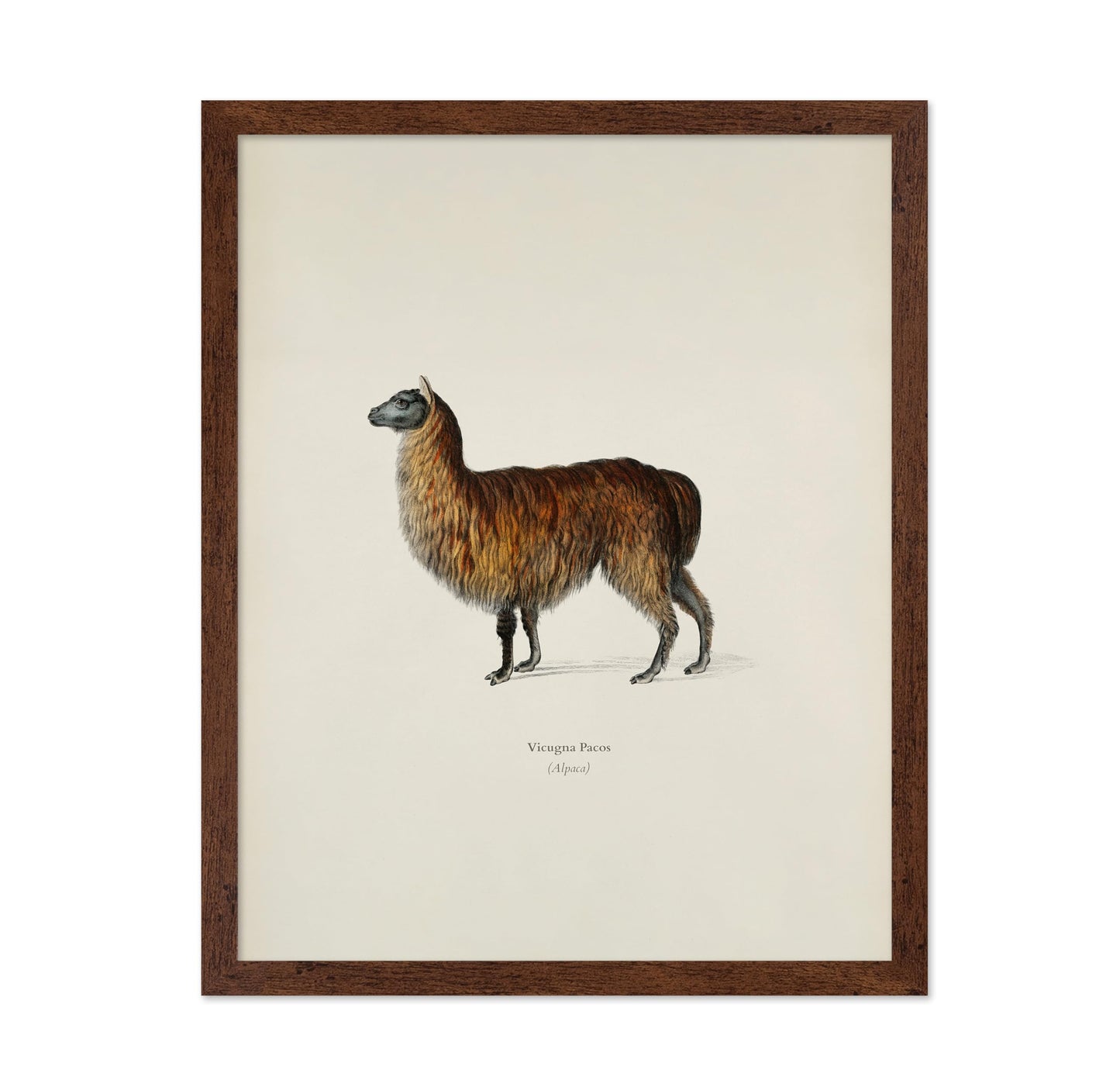 Alpaca Portrait
