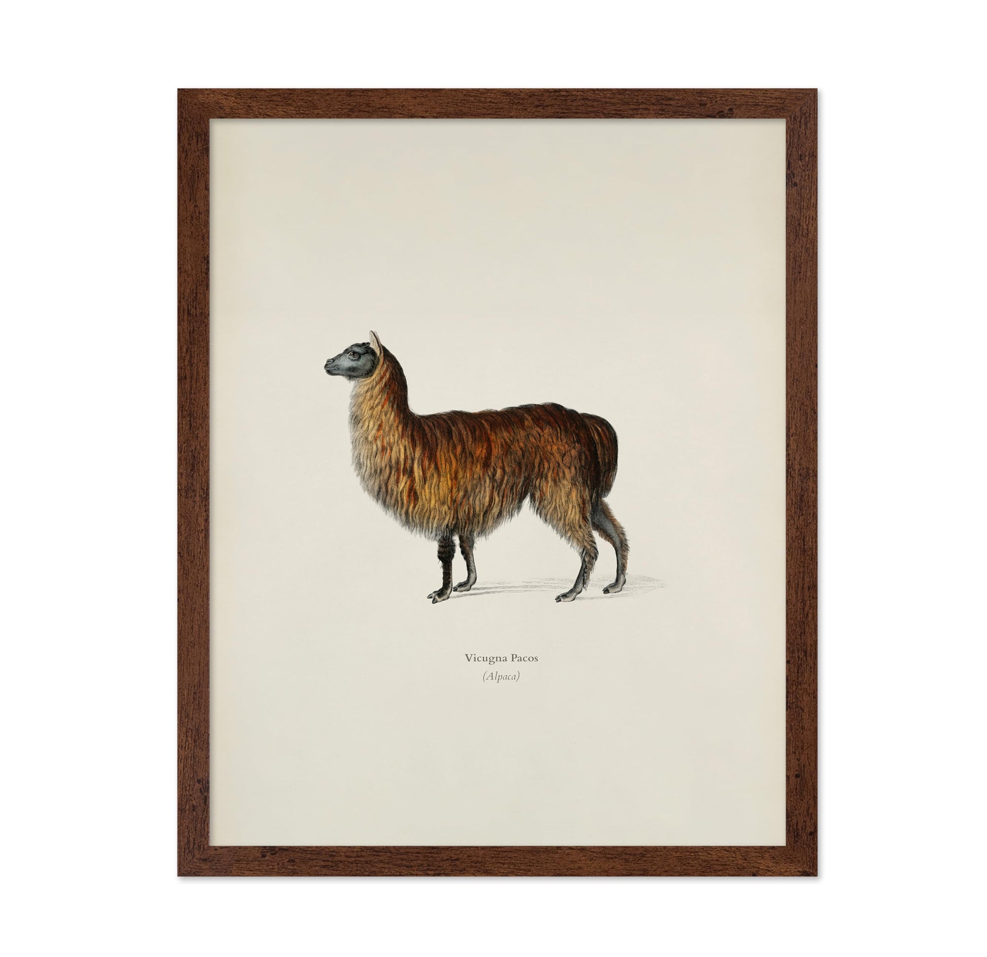 Alpaca Portrait