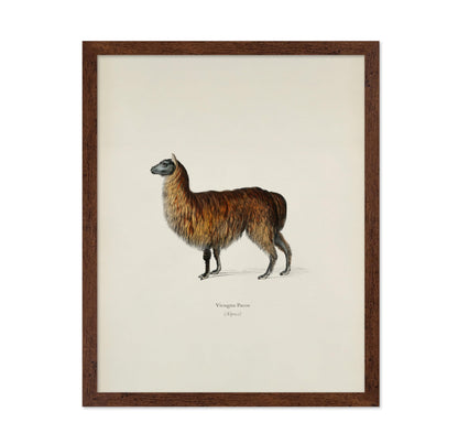 Alpaca Portrait