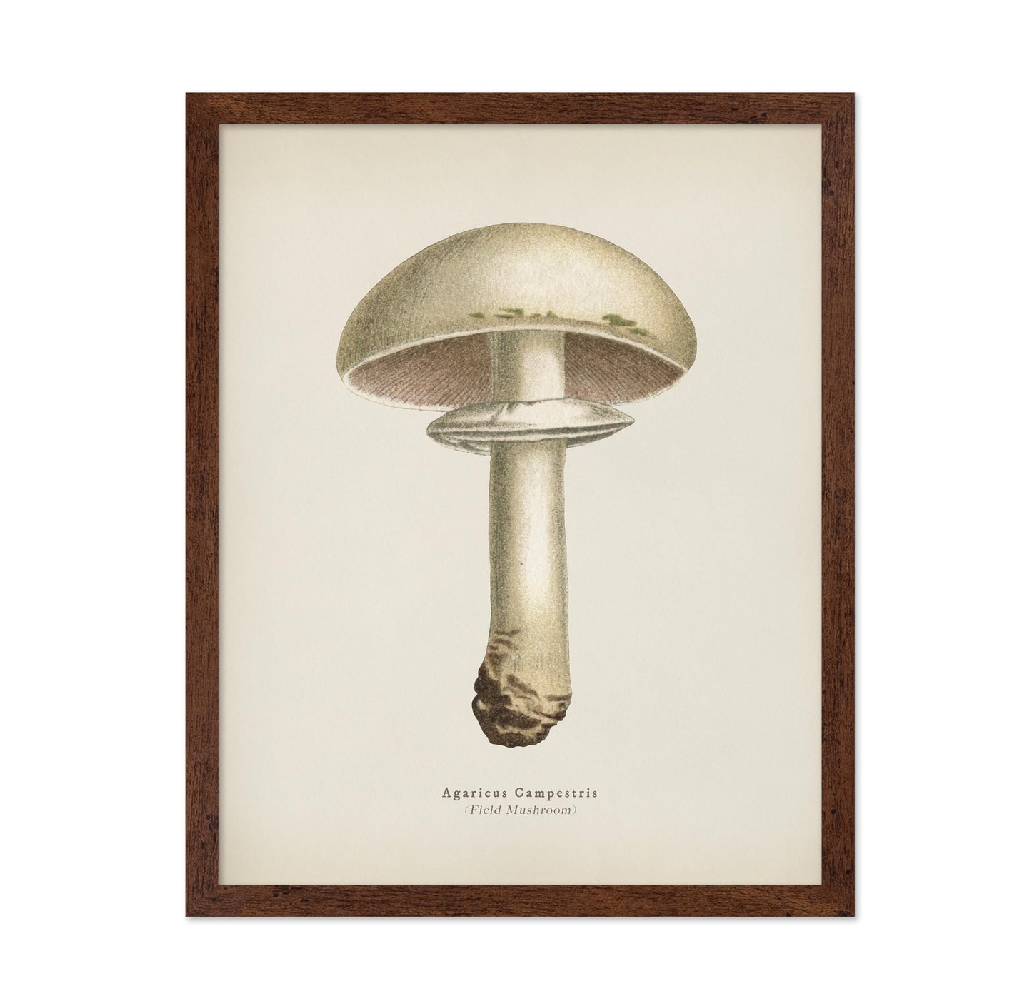 Field Mushroom