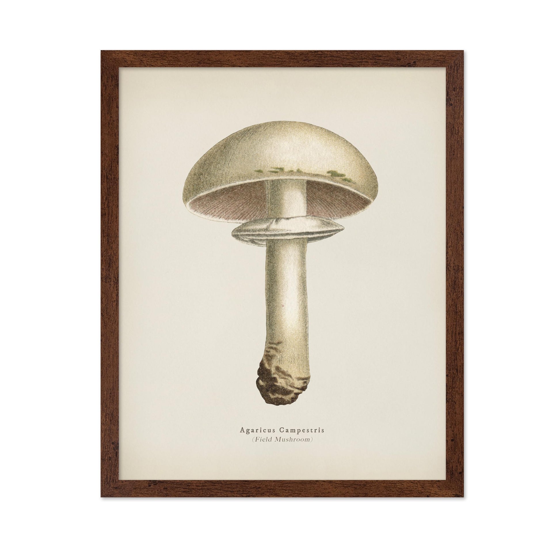 Field Mushroom