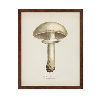 Field Mushroom