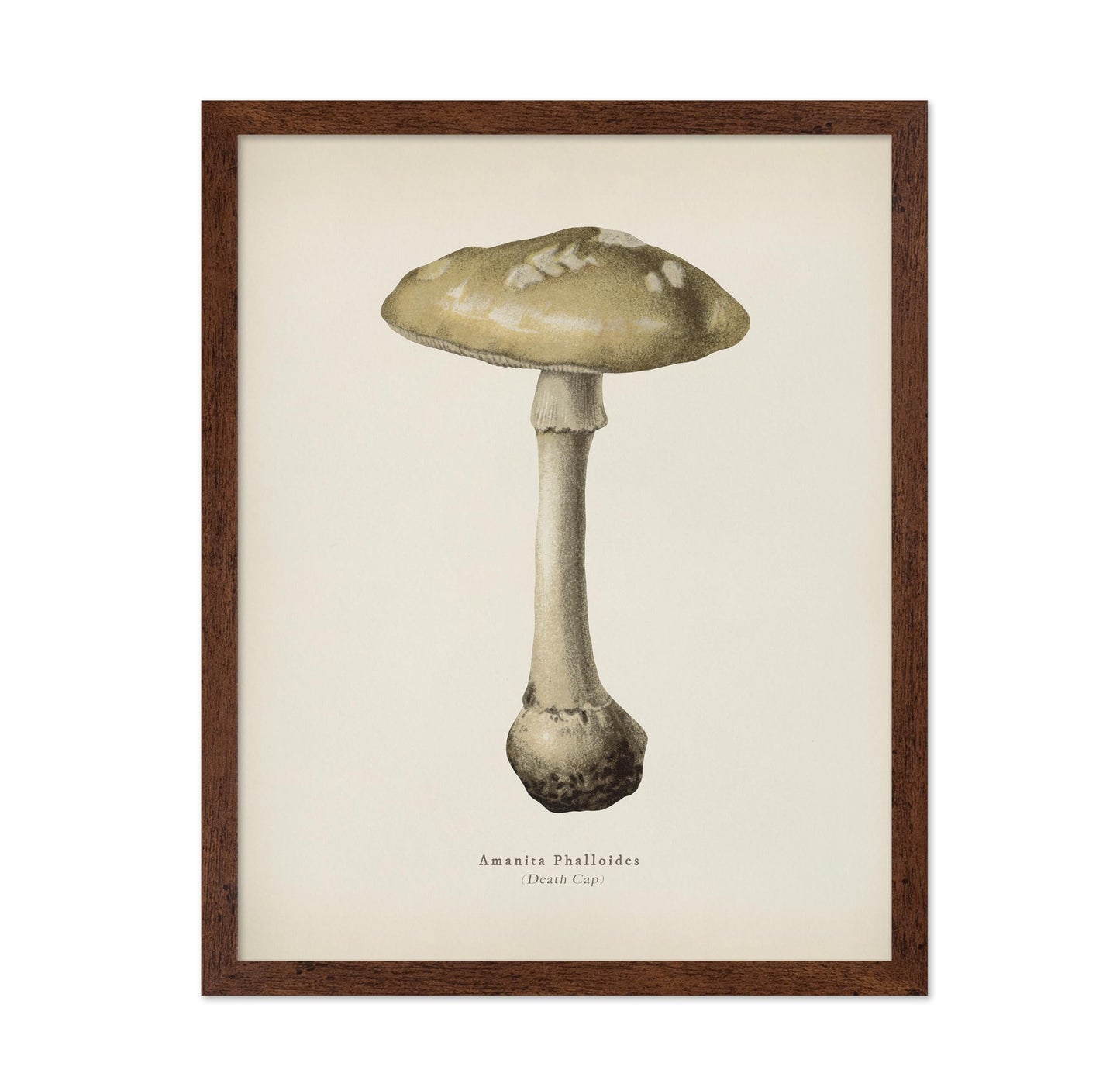Death Cap Mushroom No2