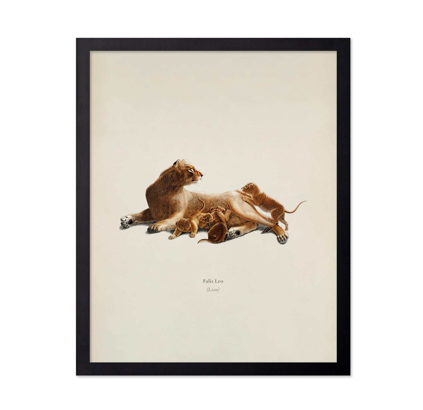 Lion & Cub