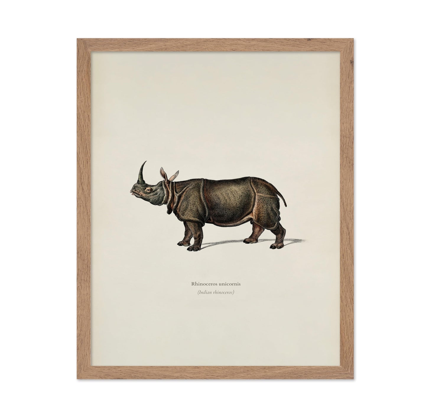 Indian Rhinoceros