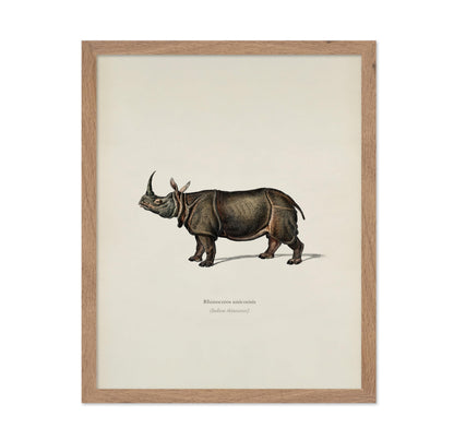 Indian Rhinoceros