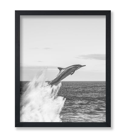 Jumping Dolphin