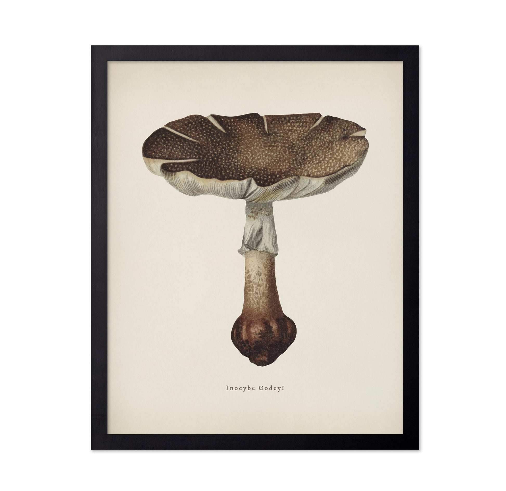 Inocybe Godeyl Mushroom
