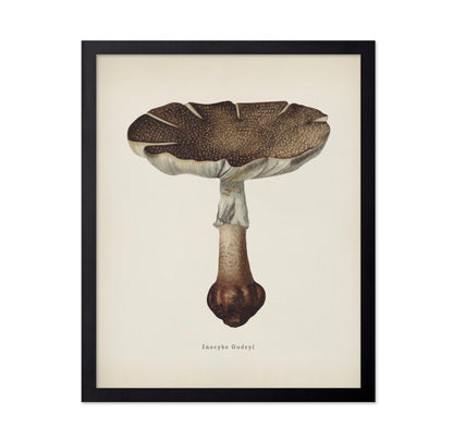 Inocybe Godeyl Mushroom
