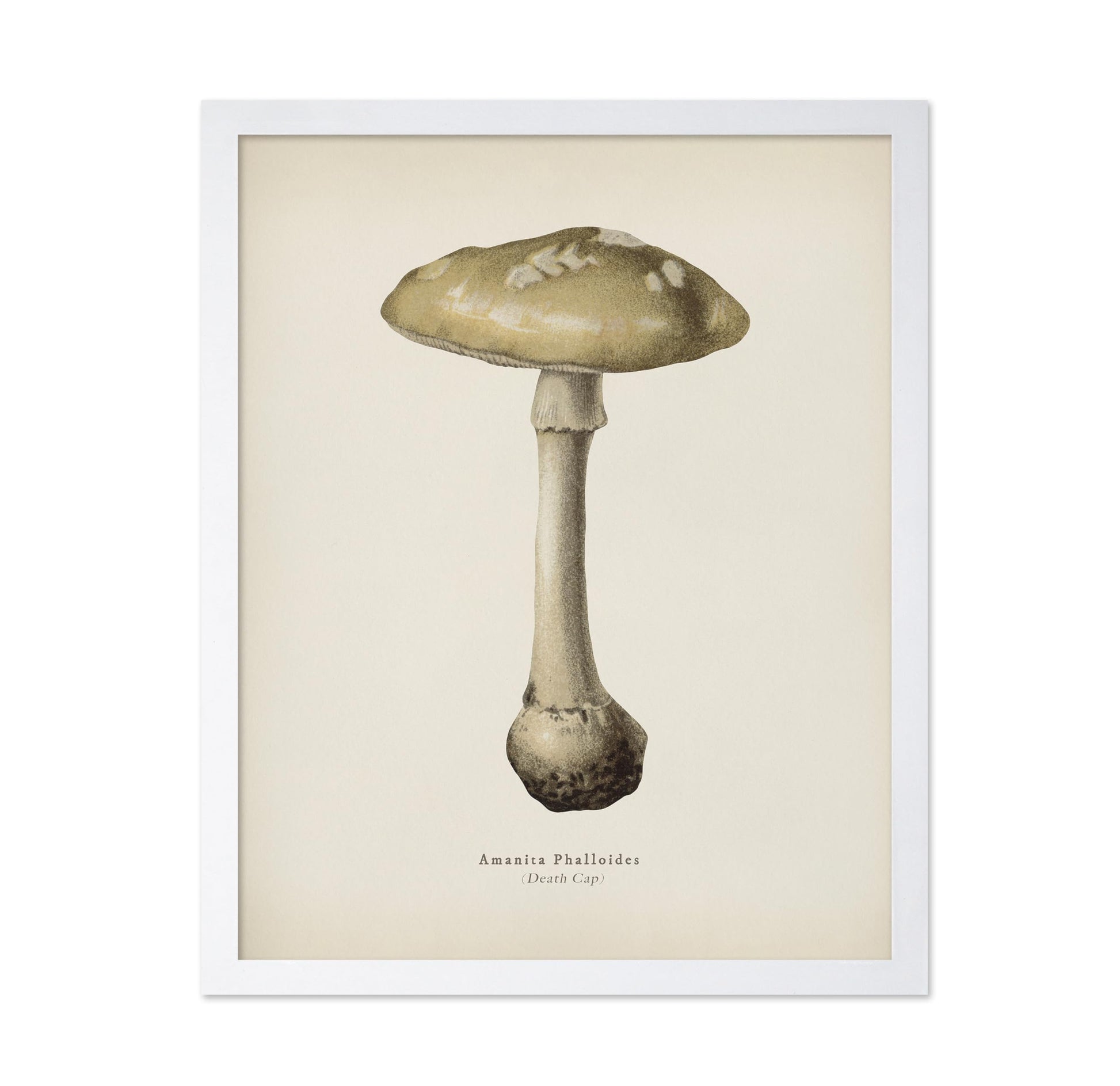 Death Cap Mushroom No2