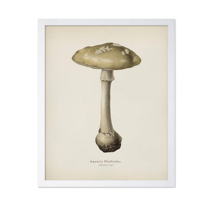 Death Cap Mushroom No2