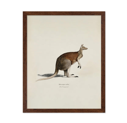 Red Kangaroo