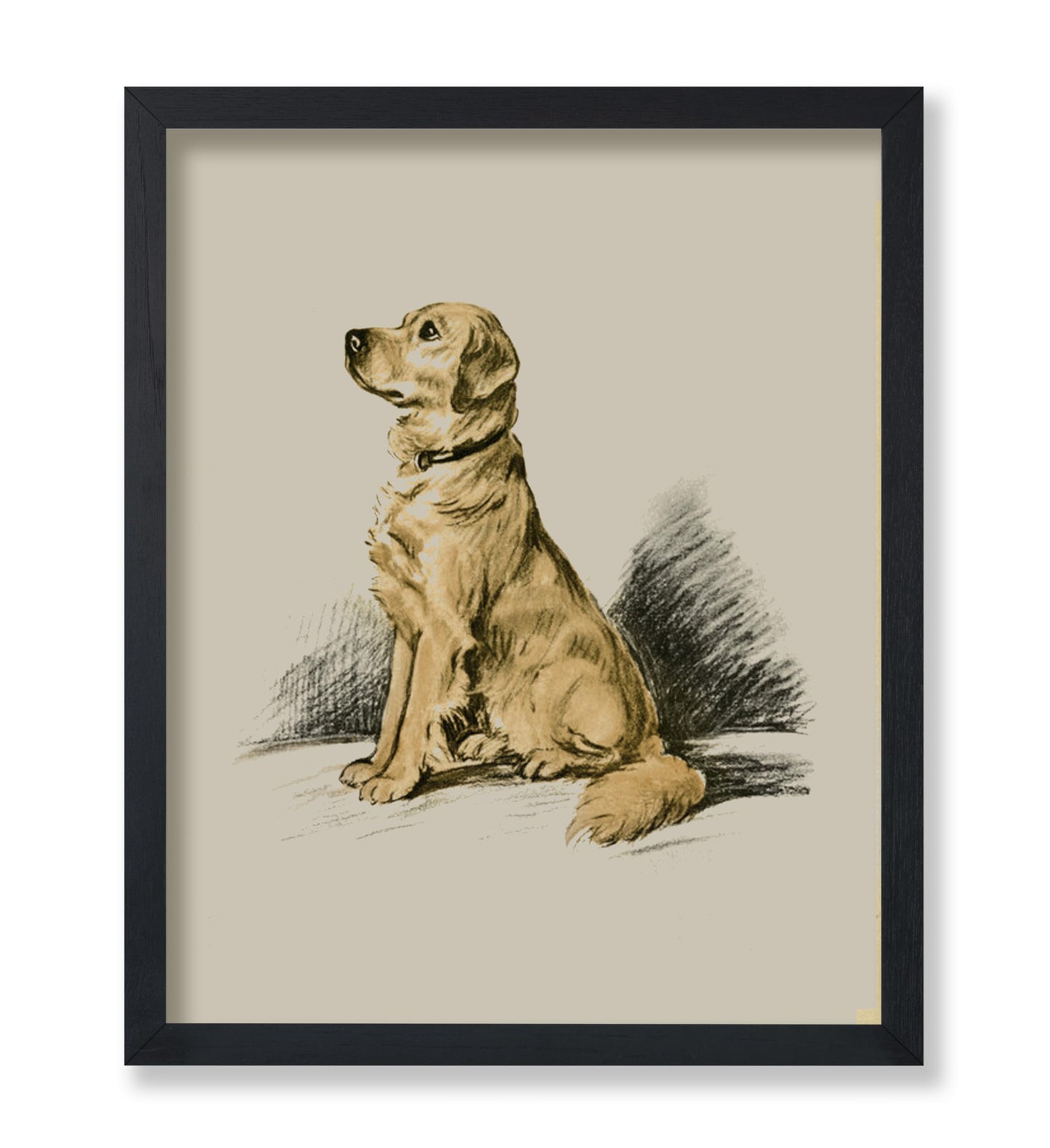 Labrador Retriever No1