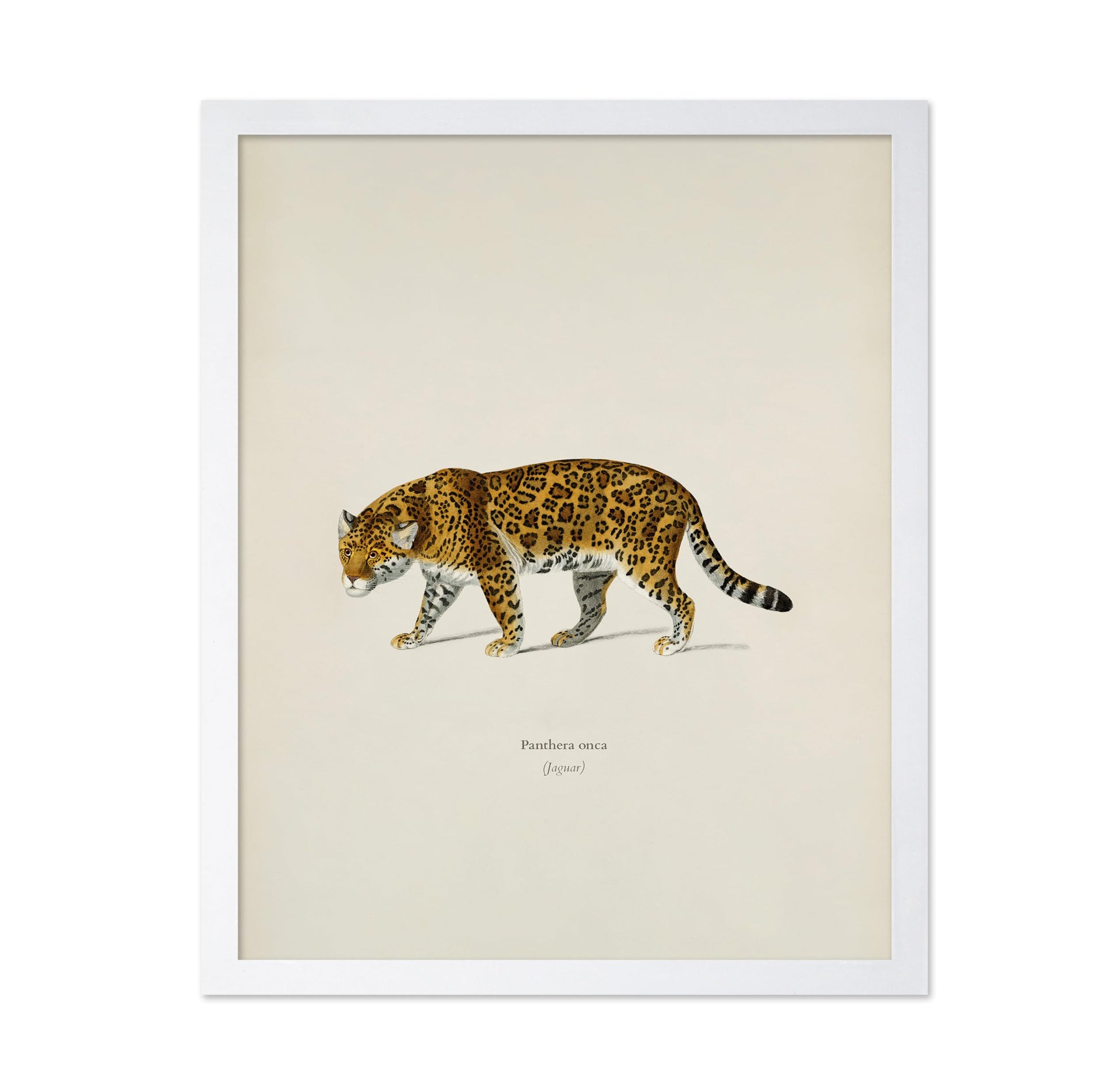 Panther Portrait