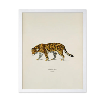 Panther Portrait