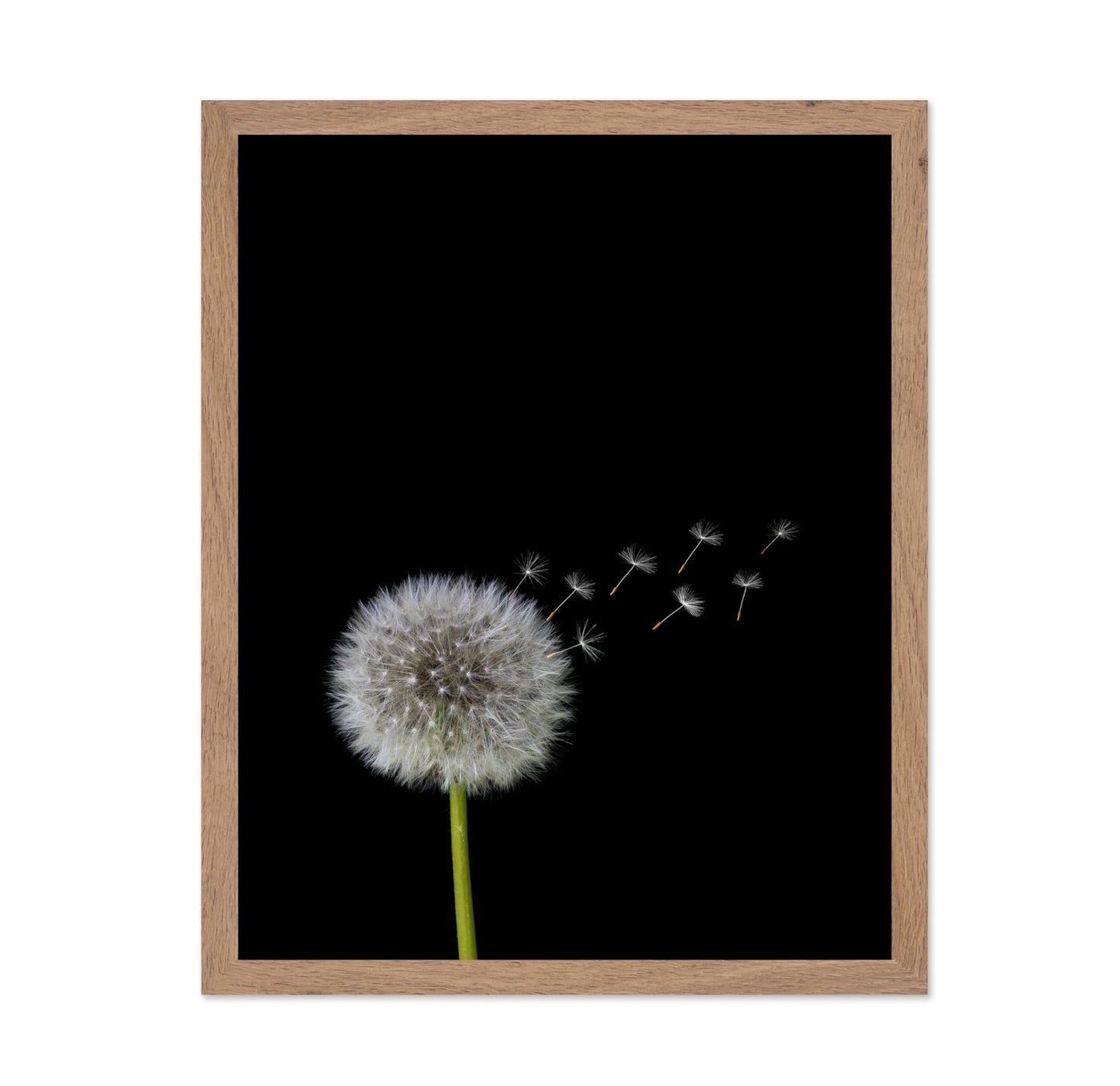 Dandelions Flower