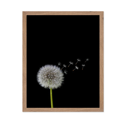 Dandelions Flower