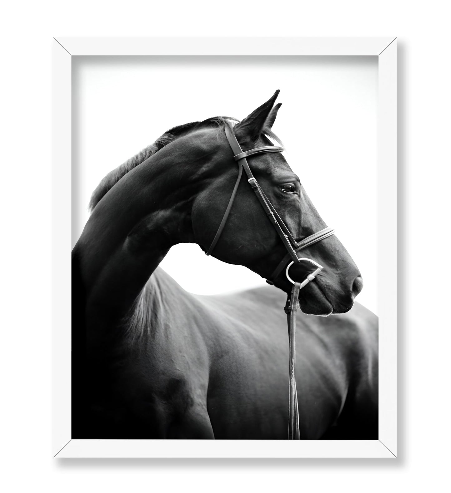 Horse Portrait No2