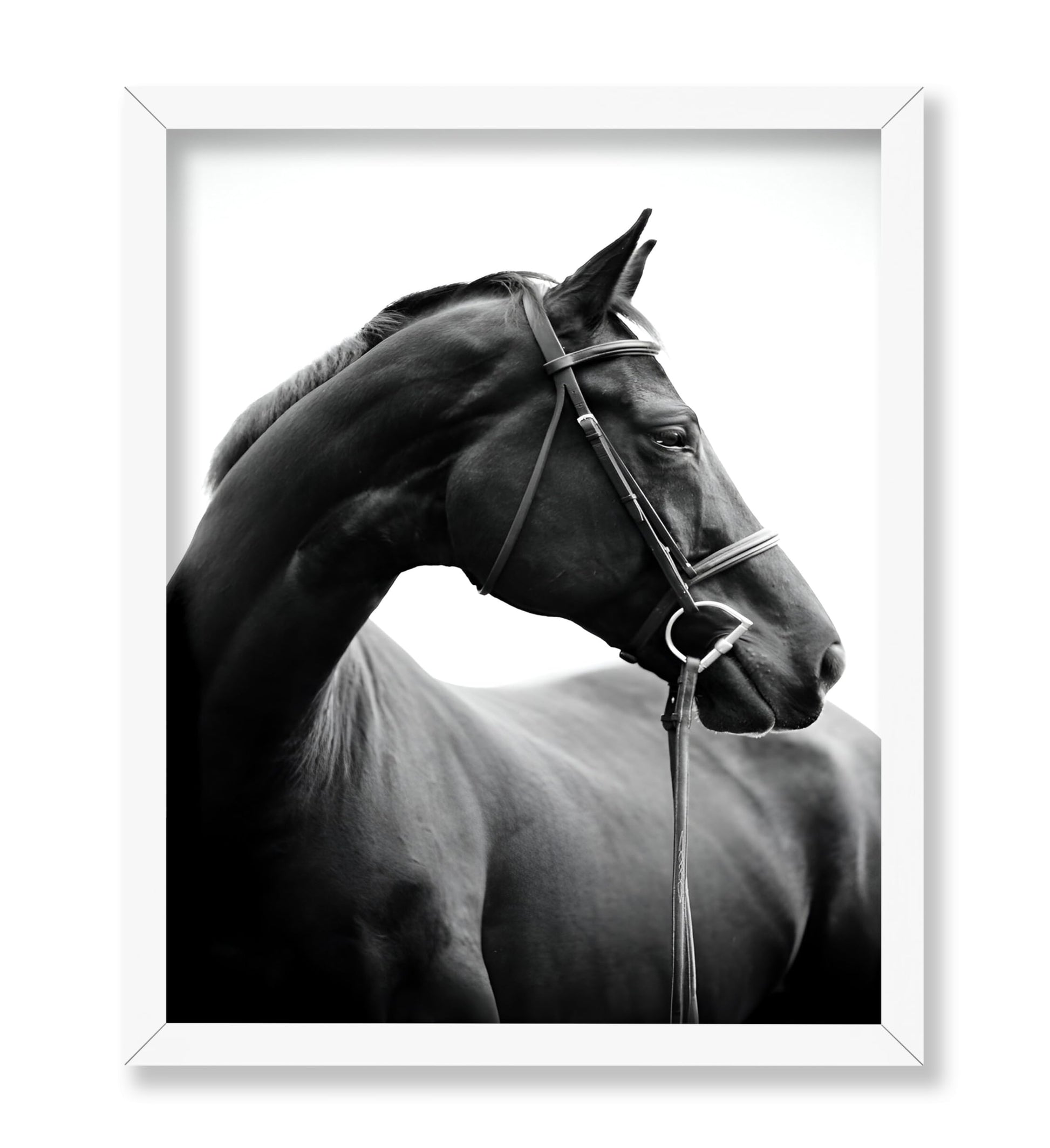 Horse Portrait No2