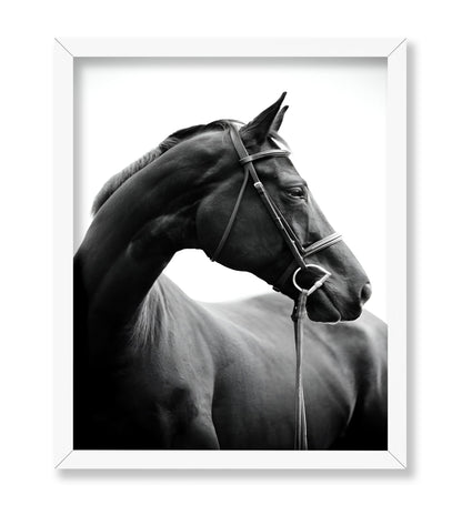 Horse Portrait No2