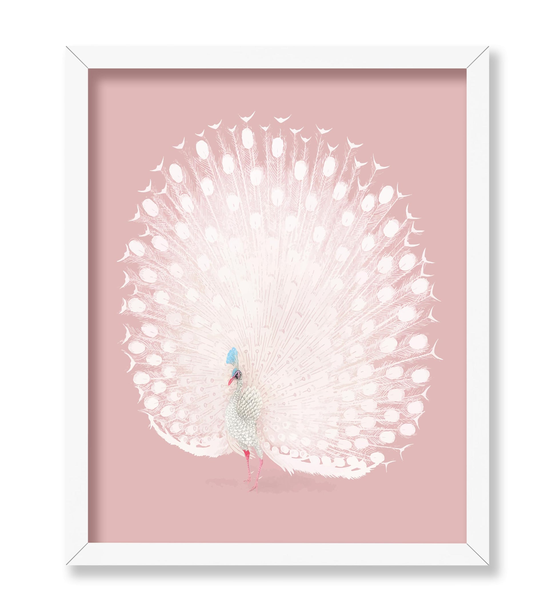 White Peacock