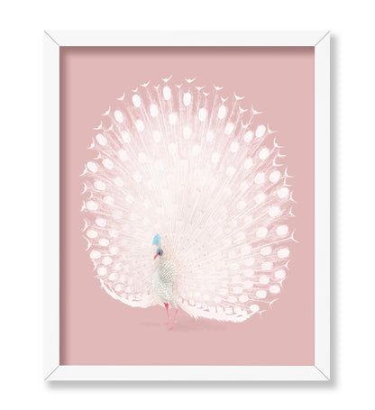 White Peacock