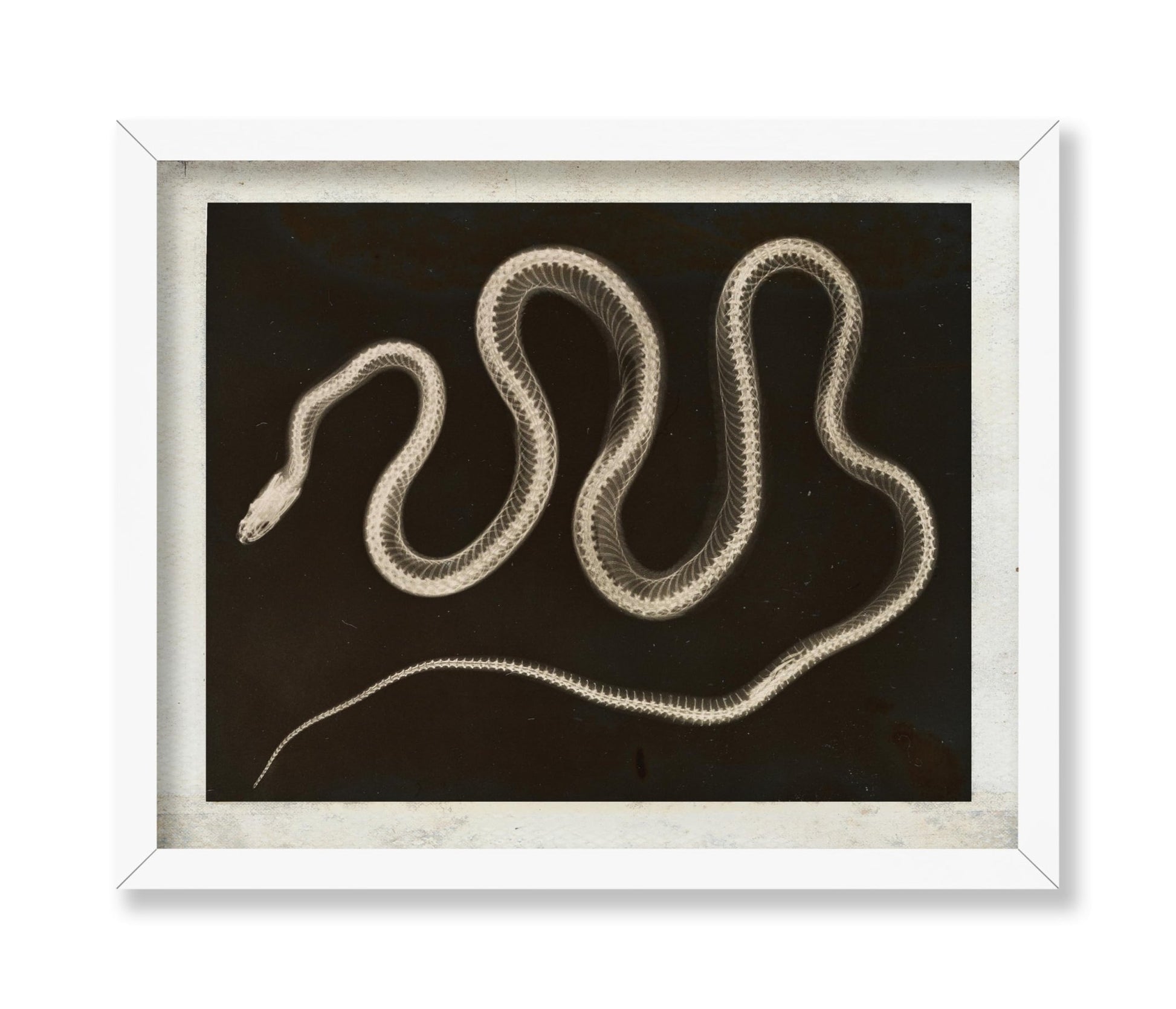 Snake X-ray