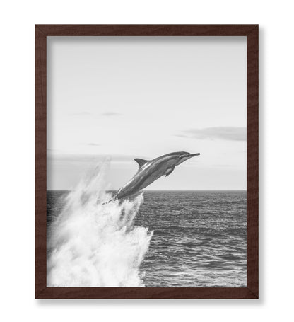 Jumping Dolphin