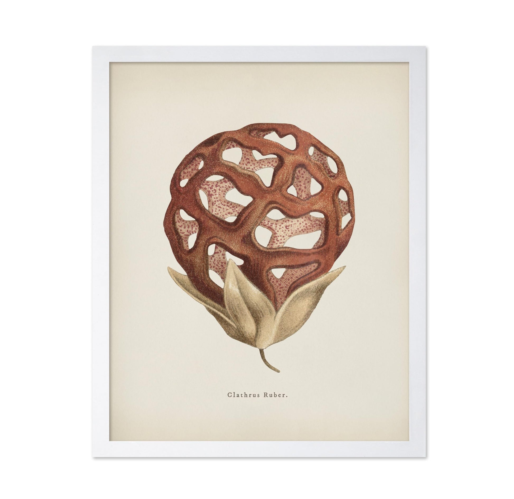 Latticed Stinkhorn