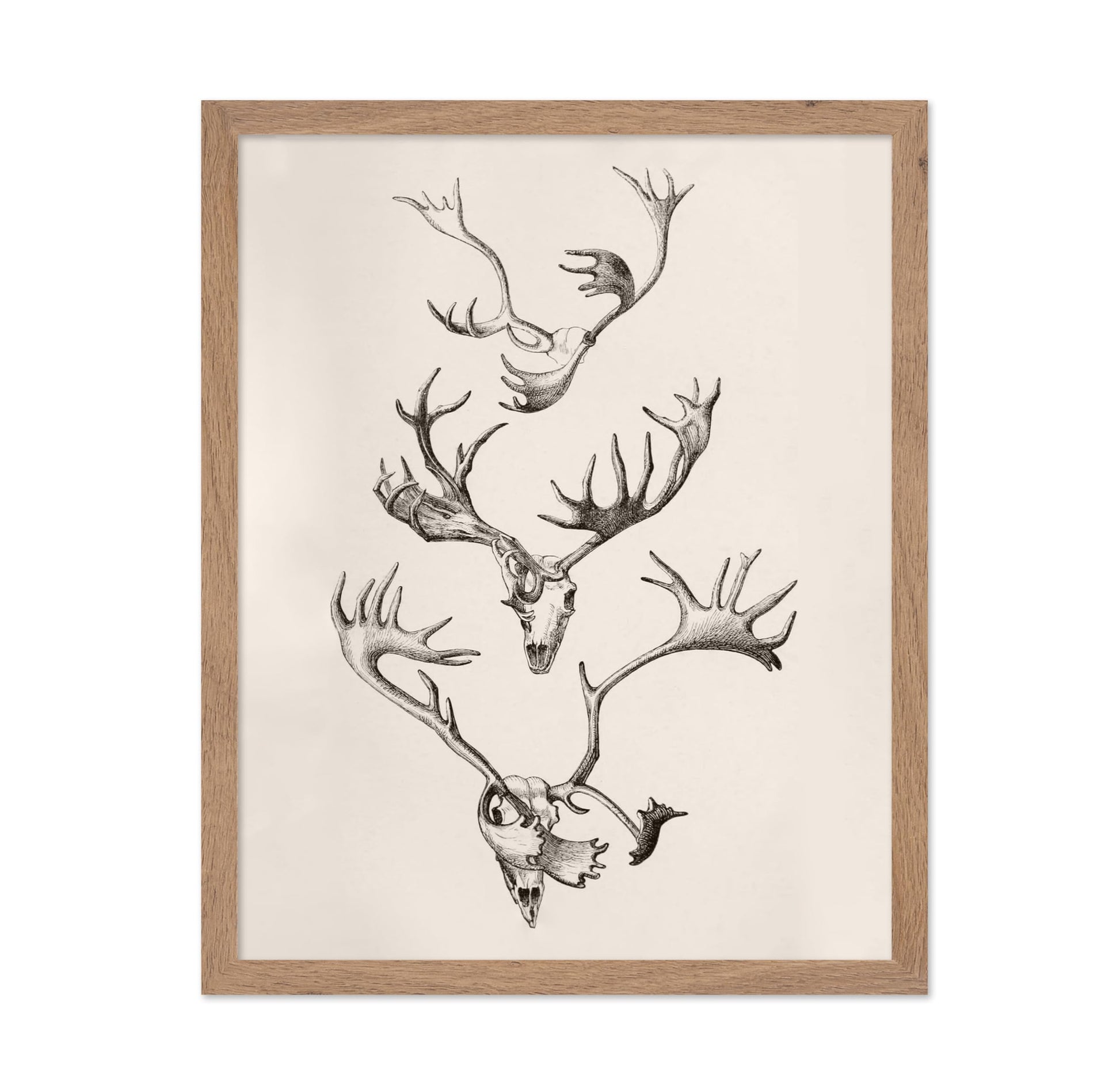 Skull and Antlers