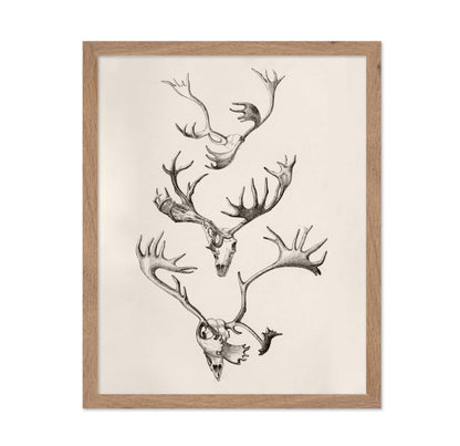 Skull and Antlers
