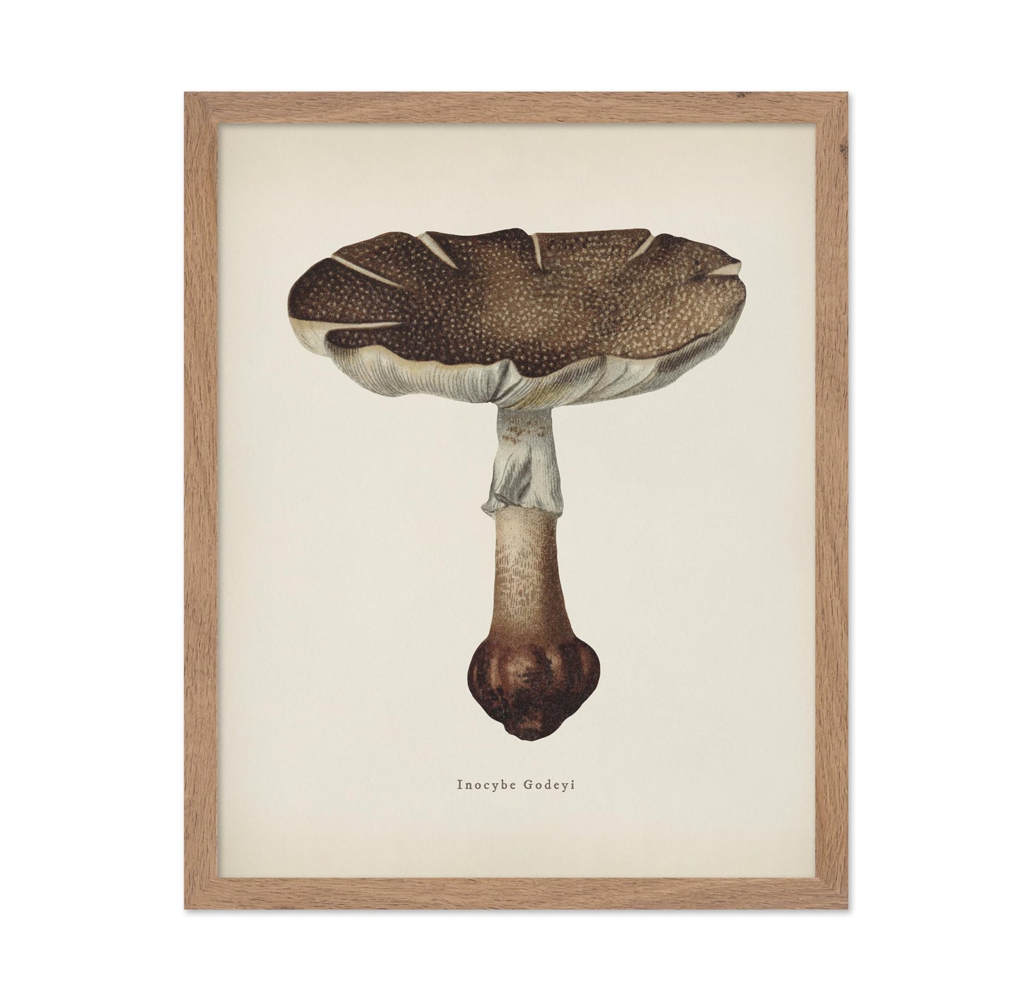Inocybe Godeyl Mushroom
