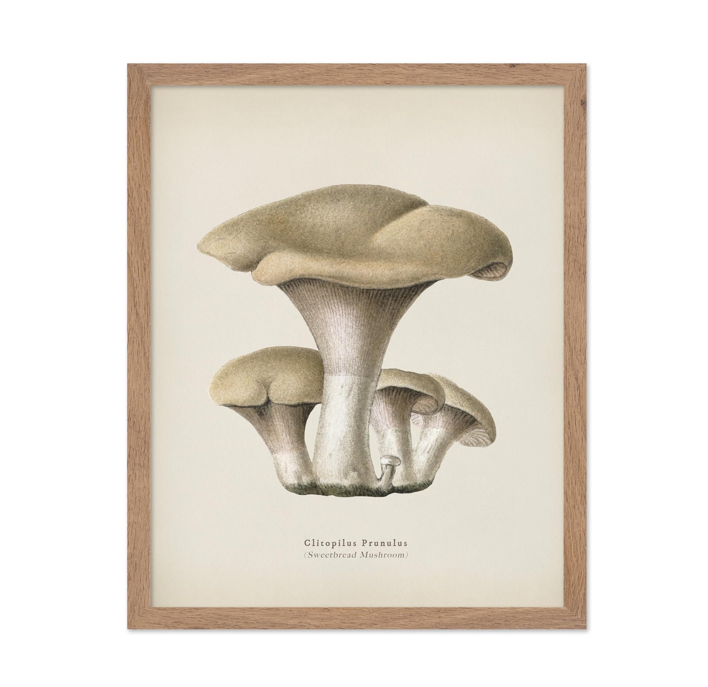 Sweetbread Mushroom